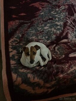Predám JackRussela