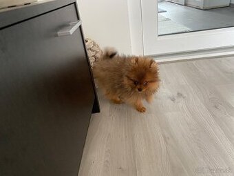 Predam mini pomeranian