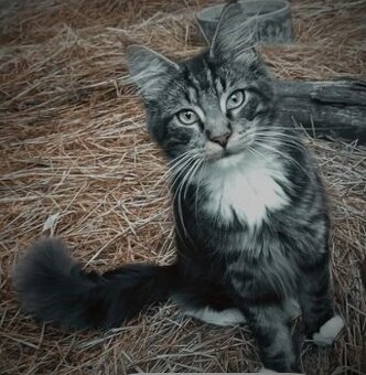 Mainská mývalia, Maine Coon , MCO]