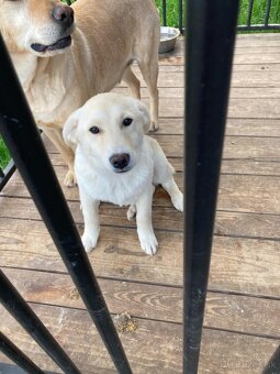 Labrador šteniatko
