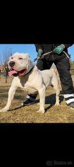American bully