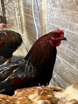 Predam araucana kohutov