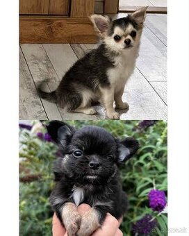 Šteniatko čivava s PP