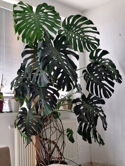 Monstera deliciosa odrezky