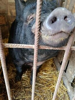 Vietnamské prasatá