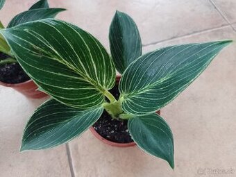 Philodendron Birkin 1ks/5€+pošta