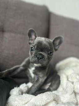 Šteniatko francúzsky buldoček