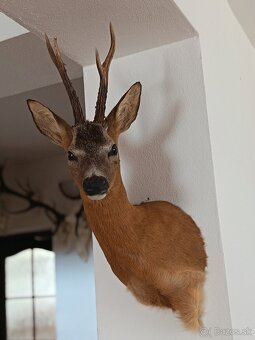 Na predaj – Taxidermy srnec lesný