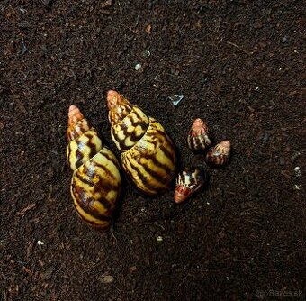 Africký slimak lissachatina iredalei zanzibar dark