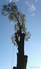 Rizikové spilovanie stromov, pílenie stromov