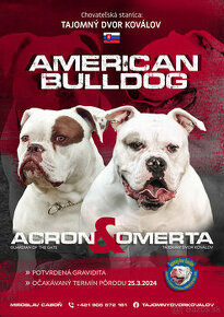 Americký bulldog s PP