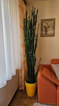 Euphorbia Trigona