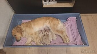 Zlaty retriever golden retriever