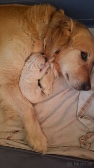 Zlaty retriever golden retriever