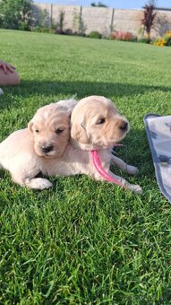 Zlaty retriever golden retriever
