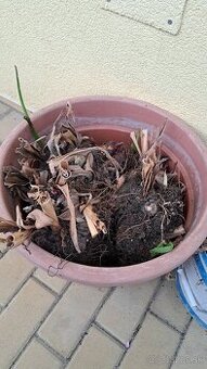 Kana indická -cibule