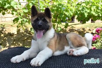 Americká Akita S PP - FCI