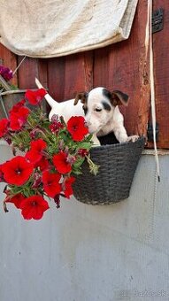Jack russell terier