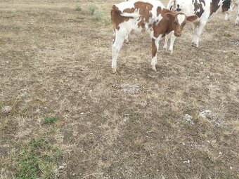 Holstein býk