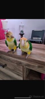 Amazonik Bielobruchy