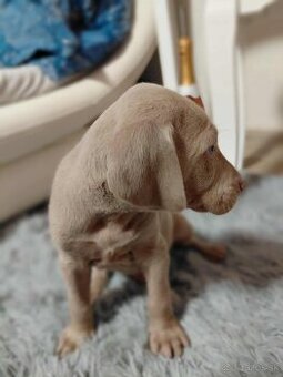 Weimarsky stavac cistokrvni bez papierov