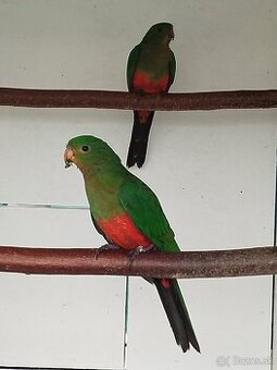 Papagáj kráľovský