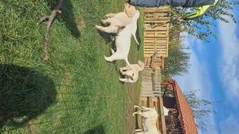 Šteňatá labrador čistokrvný