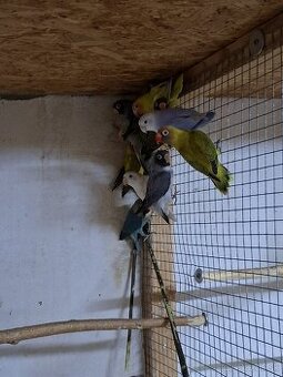 Agapornis hnedohlavý