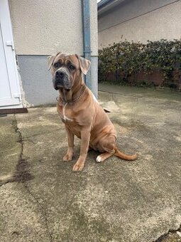 Cane Corso - adopcia