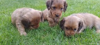 Jazvečík dlhosrsty štandard