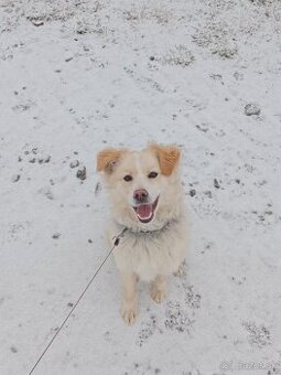 Darujem šteniatko - 1