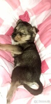 Predám čistokrvnu čivavu