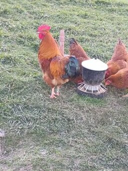 Predám kohúta Hempšir