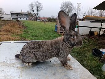 Predám kralicie mäso