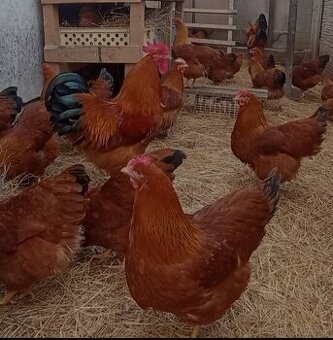 NASADOVE VAJCIA HEMPSIR