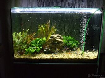 Predam akvarium + prislušenstvo a rastliny