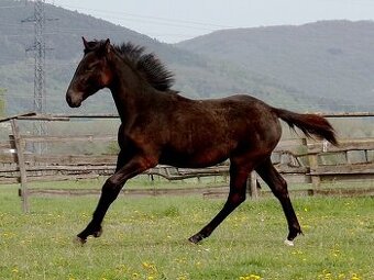 kobylka po appaloosa