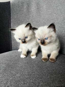 Ragdoll mačiatka