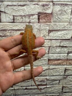 Agama Bradatá
