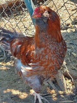 Mladý kohút wyandot x ameraucana