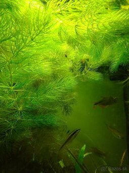 ¥¥¥¥¥¥----------Ceratophyllum Demersum------¥¥¥¥