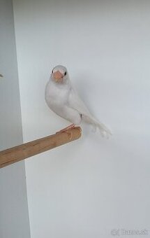 Pestunky