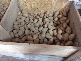Predam zemiaky 0.5 €/kg