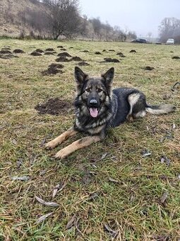 Predám sučku NO s PP