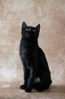 ❤ Sirius - spoločenský, zvedavý a všudezdejší