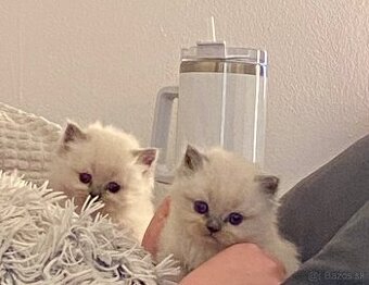 Mačiatka ragdoll na predaj