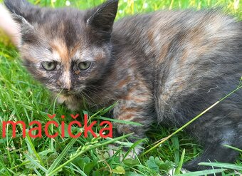 Darujeme mačiatka