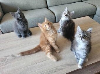 Mačiatka Maine Coon