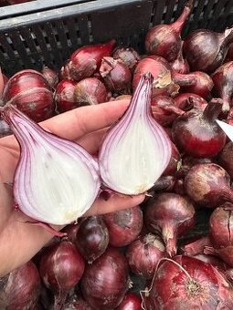 Predam fialovu cibulu 0,6€/kg