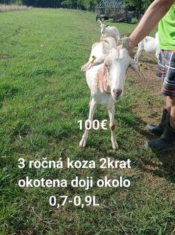 Kozy